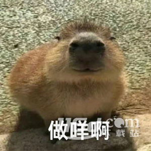 水豚精神癥狀梗為什么這么火